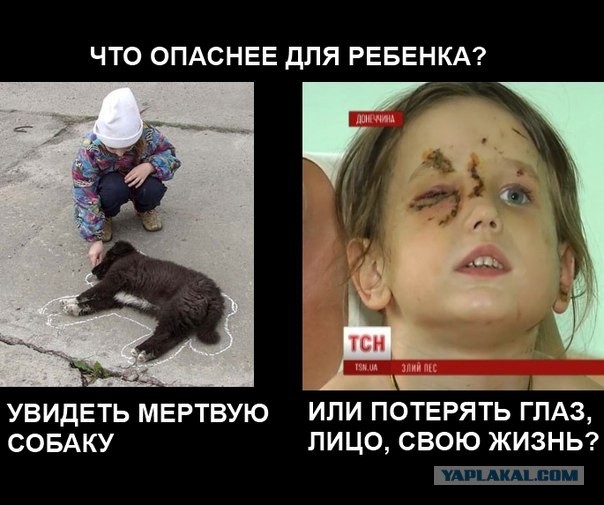 В Улан-Удэ неизвестные пригрозили травить собак