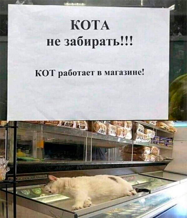 В Пскове на обсуждение городского бюджета пришёл кот
