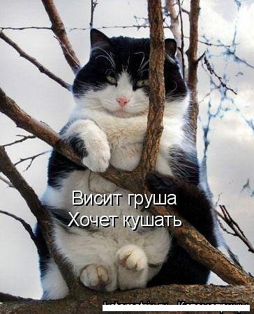 Кота не обманешь