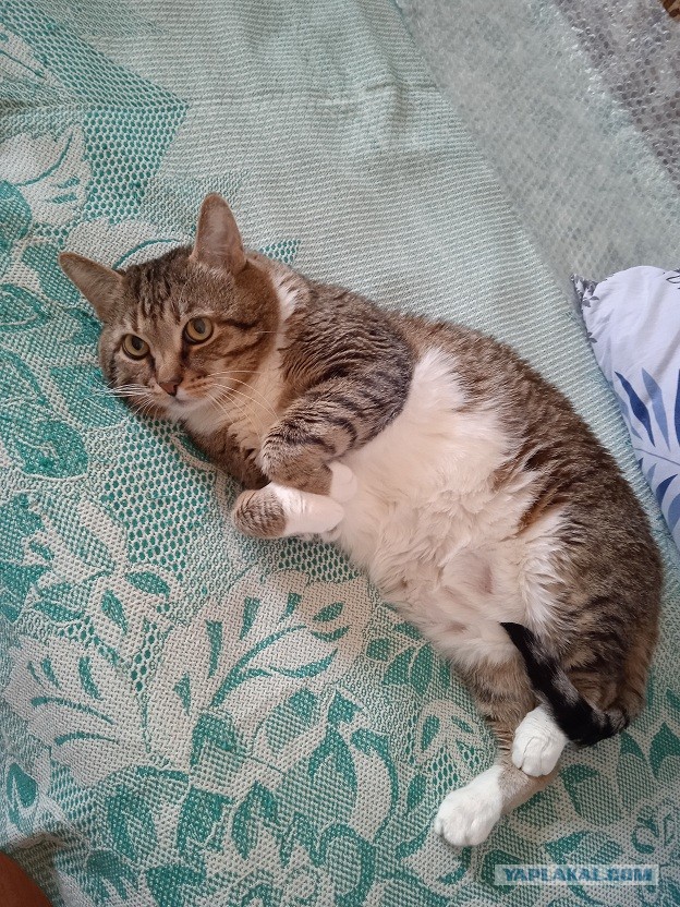 Котовторник. Немного сицилийских котов.