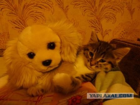 Котовторник  07.05.2013