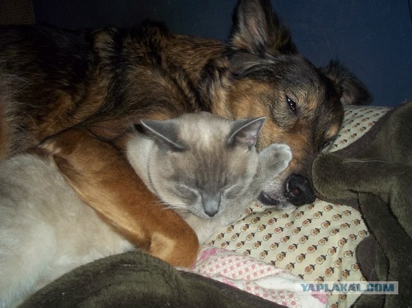 Котовторник 21.05.2013