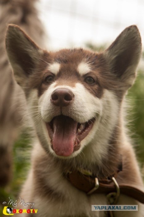 Прогнал непонятного кота