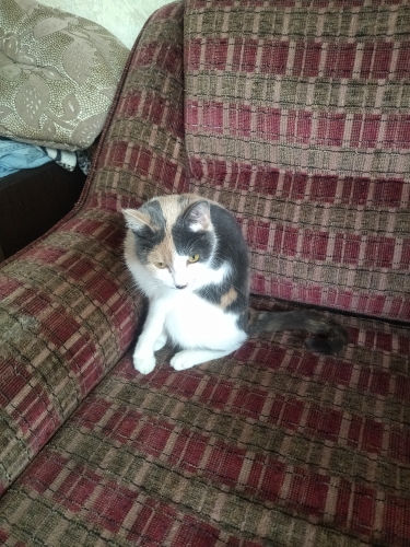 Котовторник 05/11/2024