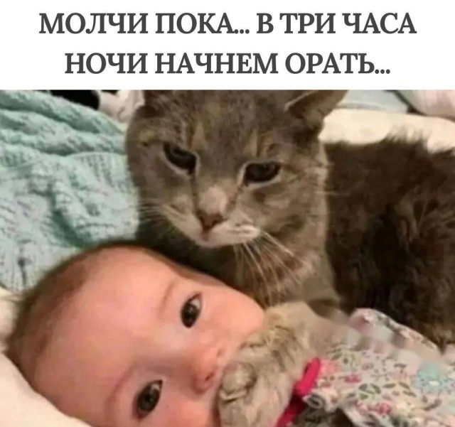 К котовторнику: подборка картинок-баянов с котиками и про котиков. Выпуск 11