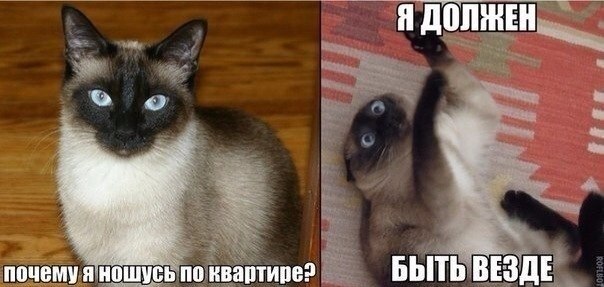Как уберечь в новогодние праздники елку от котов?