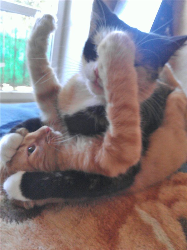 Котовторник   31.12.  2013