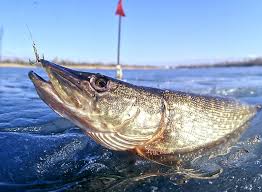 Отец съездил на рыбалку!