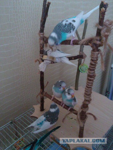 Как я попуганов размножала