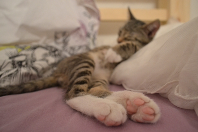 Котовторник 22.04.2014