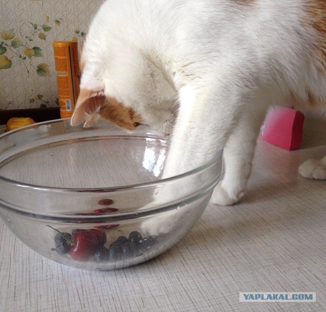 Котовторник 17.06.2014