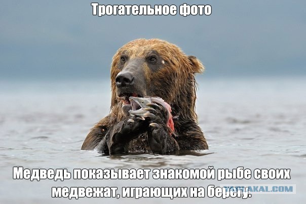 А как Вы воспитываете своего медведя?