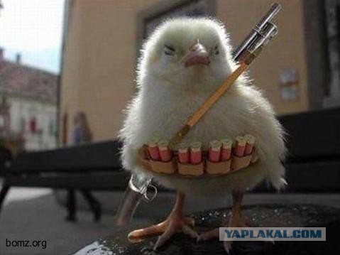 Добряки, плюсующие всех подряд