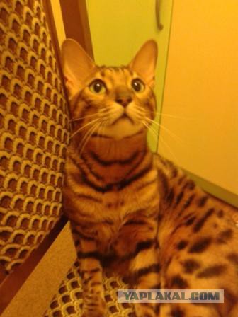 Котовторник 16.12.2014