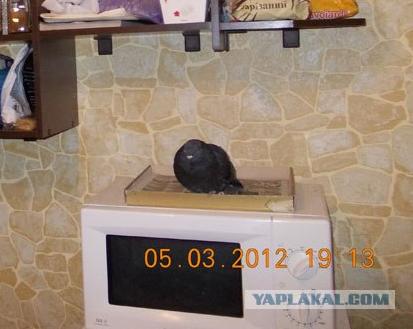 Пряморукости пост