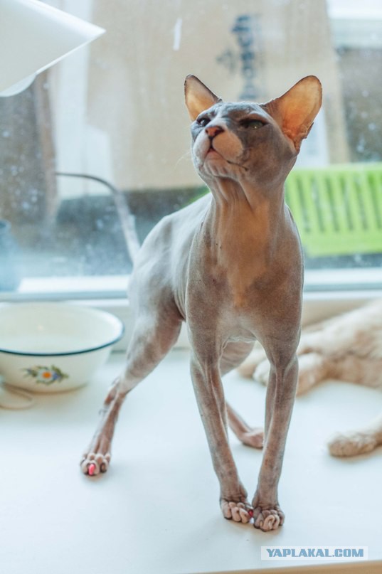 Если есть кошачье ню, то оно выглядит вот так...