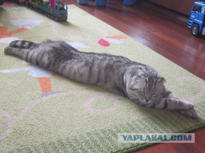 Котовторник 25.08.2015