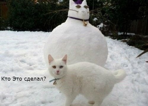 Котовторник