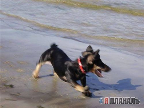 СОБАКИ и ЩЕНКИ. Все про собак!