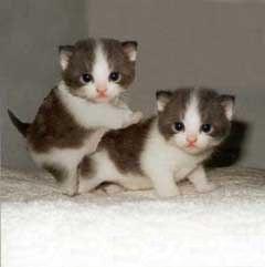 Коты, кошки, котята