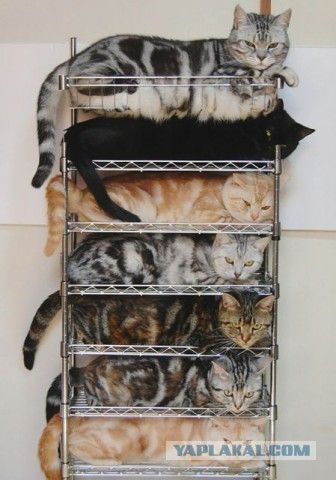 Котовторник 23.02.2016