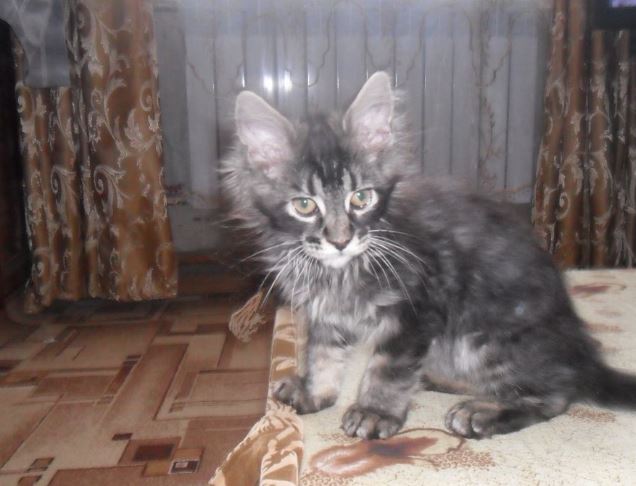 Про моего котика: нежного, злого, вредного