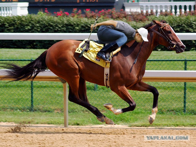 Фотожаба "Гольфист, вдуватель" оригинал+жабы