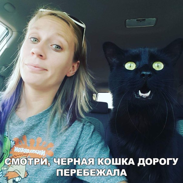 Прикольные животные