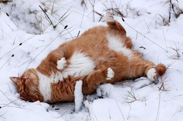 Коты из сети