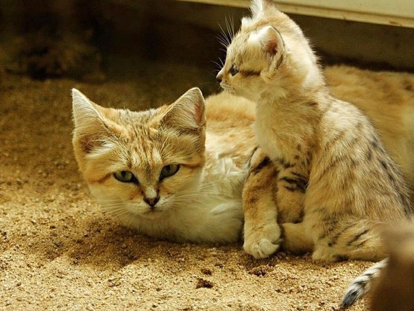 Коты и Кошки