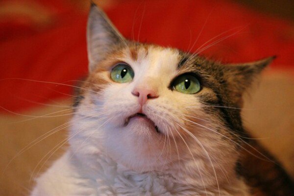 Коты и Кошки
