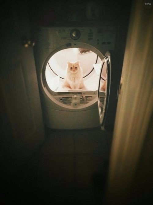 Коты и Кошки