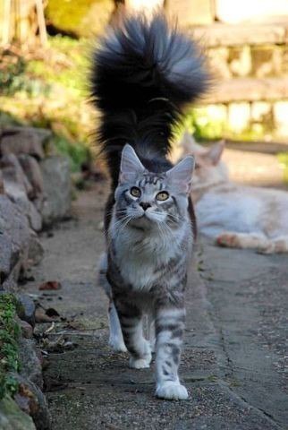 Коты и Кошки