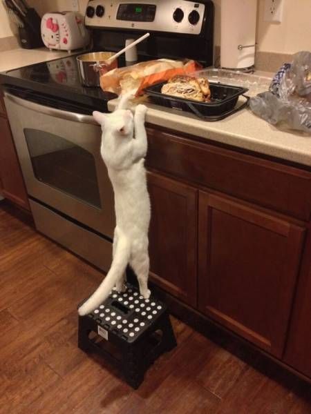 Коты и Кошки