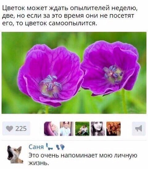 Очередная порция перлов из сети