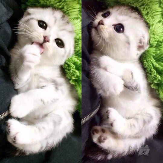 Коты и Кошки