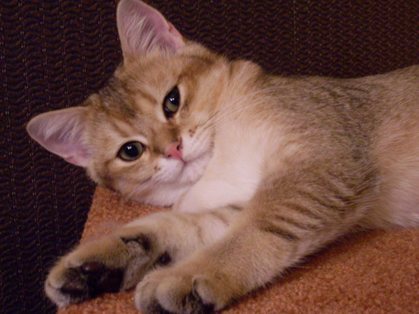 Коты и Кошки