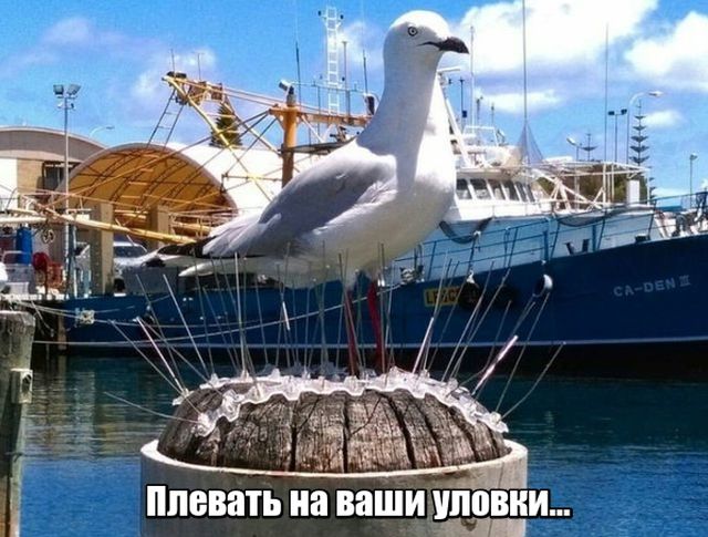 Подборка забавных животных