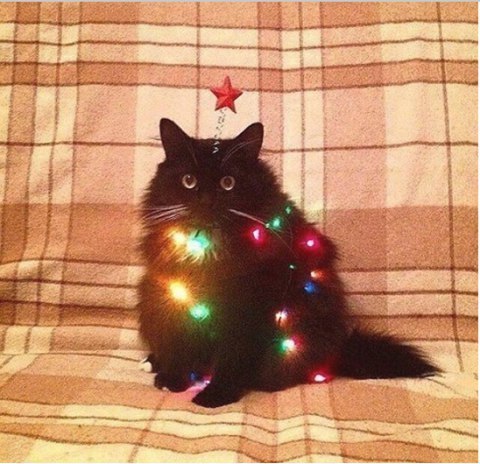 Котовторник!