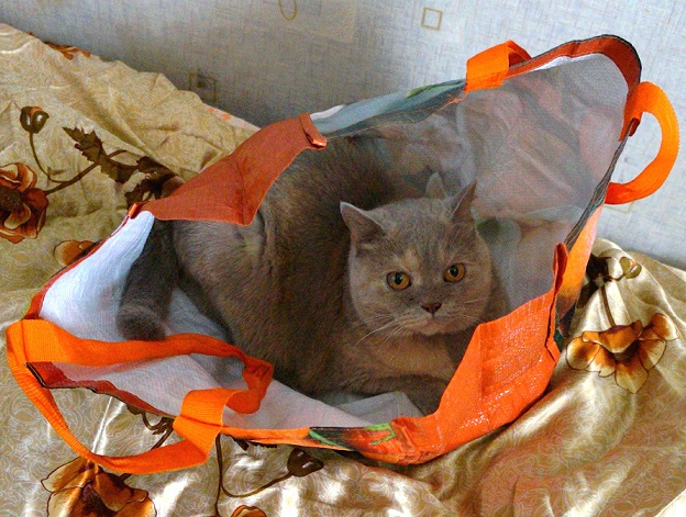 Котовторник ждали? А вот и он!