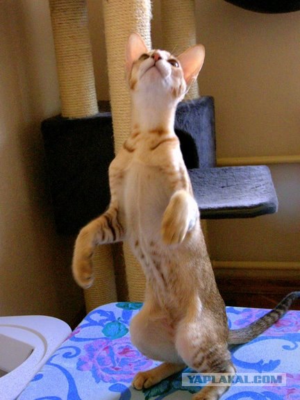 Котовторник на ЯПлакалъ (13.05.08)