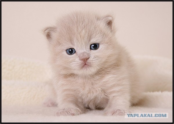 Даёшь Котовторник на ЯПе! (29.07.08)
