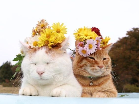 Прикольных котов пост