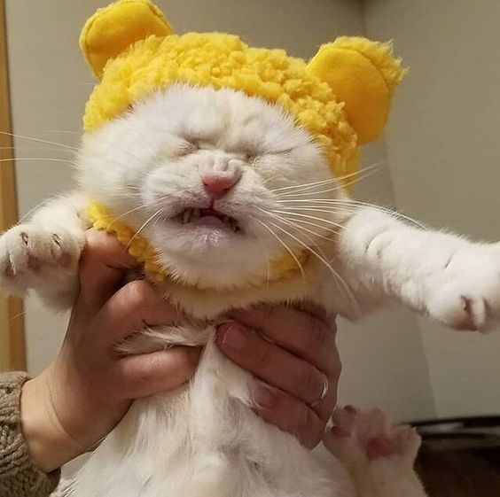Прикольных котов пост