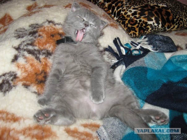 Котовторник! 08.11.11