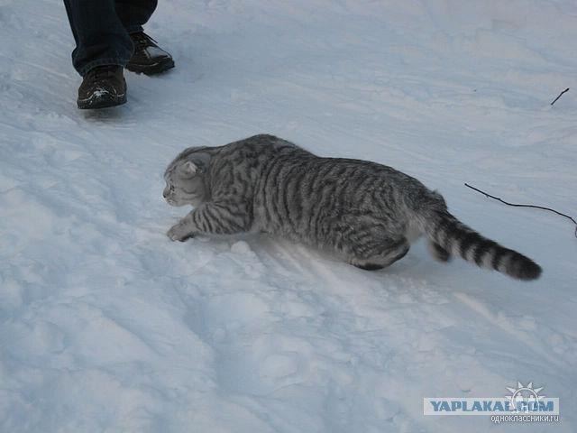 Котовторник (31.01.2012)