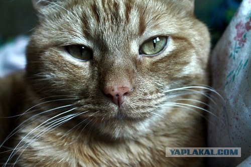 Котовторник 8 мая 2012