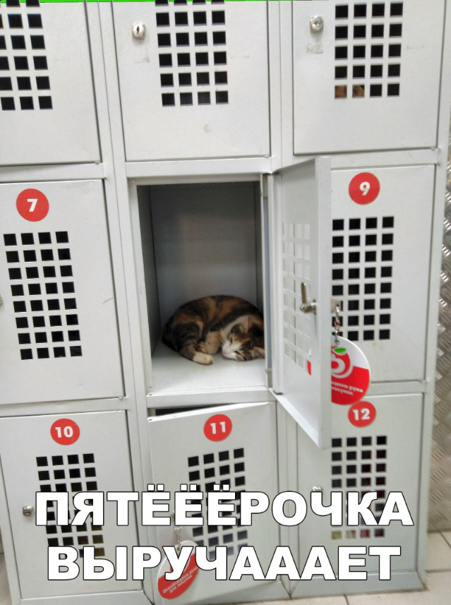 Забавные фото котеек