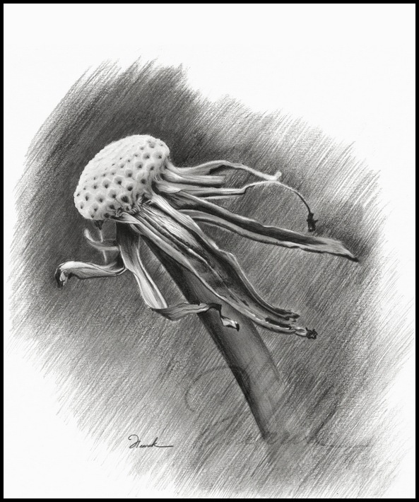 Красивые рисунки карандашом...