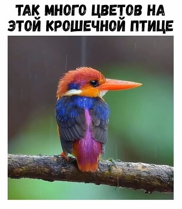 Бредзона 13.05.2020